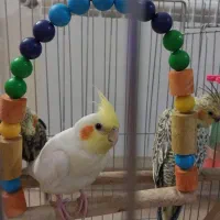 فروش عروس هلندی ماده۳ماهه ومولد ماده|پرنده|الوند, |دیوار