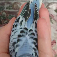 جوجه مرغ عشق|پرنده|مشهد, رضاییه|دیوار