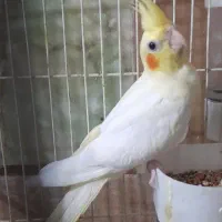 پرنده