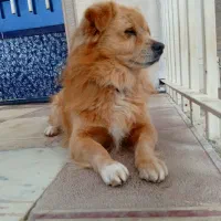 پاکوتاه|سگ|بجنورد, |دیوار