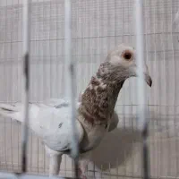 سار کله هما لکه دار عطیقه