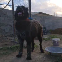 سگ ماده قدرجونی