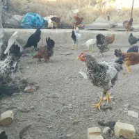 مرغ وخروس فروشی