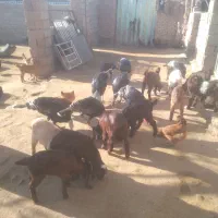 بوقلمون|حیوانات مزرعه|تربت جام, میان جام|دیوار