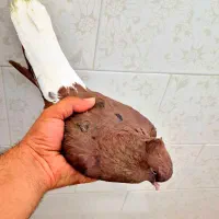 کبوتر رنگی سینه ای  کله سیاه افشون دم سفید طوقی|پرنده|اصفهان, احمدآباد|دیوار