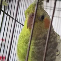 عروس هلندی خونگی|پرنده|هشتگرد, سیف آباد|دیوار