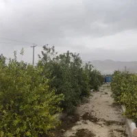 باغچه ۱۳۰۰ متری|فروش زمین و ملک کلنگی|کازرون, |دیوار