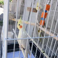 دو عدد عروس هلندی نر و ماده