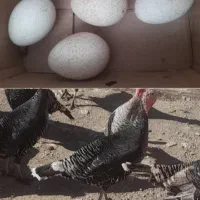 بوقلمون محلی ماده با تخم مرغ