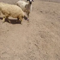 میش|حیوانات مزرعه|فردوس (خراسان), |دیوار