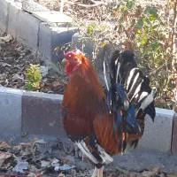 خروس گلین