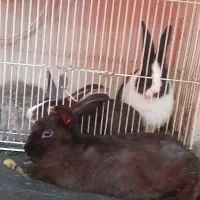 خرگوش نرو ماده