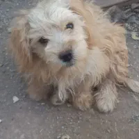 واگزاری سگ