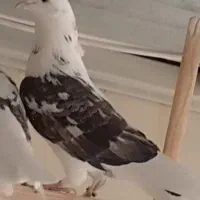 کبوتر|پرنده|تهران, فلسطین (میدان انقلاب)|دیوار