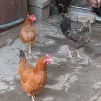 پرندگان