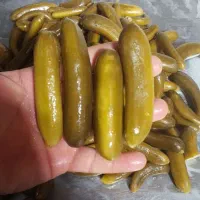 خیارشور|عمده‌فروشی|کبودرآهنگ, |دیوار