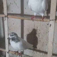 تعدادی کبوتر نر و ماده|پرنده|چالوس, |دیوار