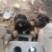 واگذاری دوتا توله ژرمن