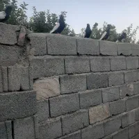 کبوتر سینه سیاه