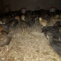 جوجه مرغ وخروس گلپایگانی ۲۰روزه واکسن خورده|حیوانات مزرعه|فرمهین, |دیوار