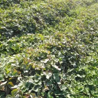 نهال سابرینا توت فرنگی