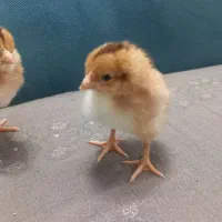 مرغ و خروس جوجه خرگوش لاری