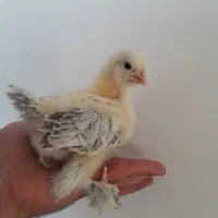 تخم.برهما.نطفه. دار