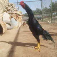 مرغ و خروس اوشامو مشکی