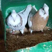 جفت طوقی با جوجه