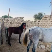 اسب مادیون با کره|اسب و تجهیزات اسب‌سواری|قشم, |دیوار