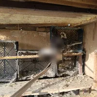 کبوتر کفتر|پرنده|تهران, سبلان (لشگر)|دیوار