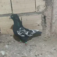 المانی پرشی