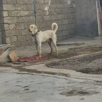 سگ پژدر نر|سگ|صحنه, |دیوار