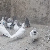 کبوتر پرشی گرو بندی ساعت بالا|پرنده|فلاورجان, |دیوار