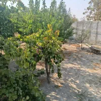 باغچه430متری-فرارت