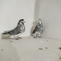 کلاغی دم سفید کاکلی