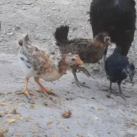 مرغ با چهارتا جوجه گلین