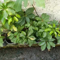 گل گیاه|گل و گیاه طبیعی|رشت, حمیدیان|دیوار