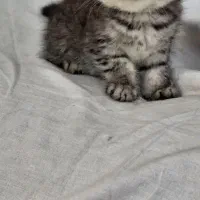 بچه گربه اسکاتیش|گربه|شهریار, شهریار|دیوار