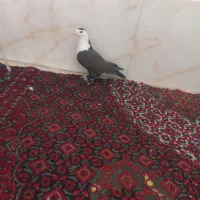کبوتر رنگی|پرنده|قم, شهرک طالقانی|دیوار