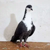 کرواتی ماده