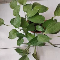 گل پتوس سبز(ارسال به نقاط کازرون)