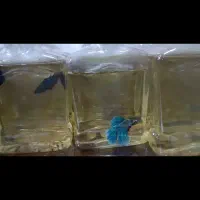 ماهی فایتر|ماهی|بندر ماهشهر, |دیوار