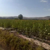 باغچه
