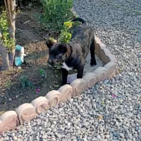 قهدریجونی|سگ|گرگان, |دیوار