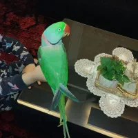 شاه طوطی اسکندری