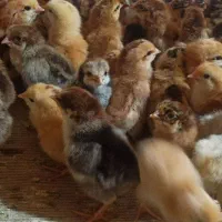 فروش جوجه سوپرمیکس لوهمن تفکیک شده