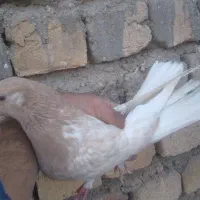 کفتر پرشی|پرنده|قم, باغ شازده|دیوار