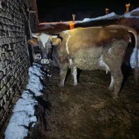 فروشی|حیوانات مزرعه|کدکن, |دیوار