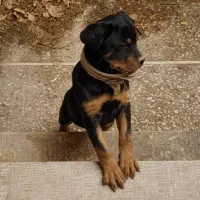 توله روتوایلر اصیل، روتوایلر،توله سگ، روتوایلر اصل